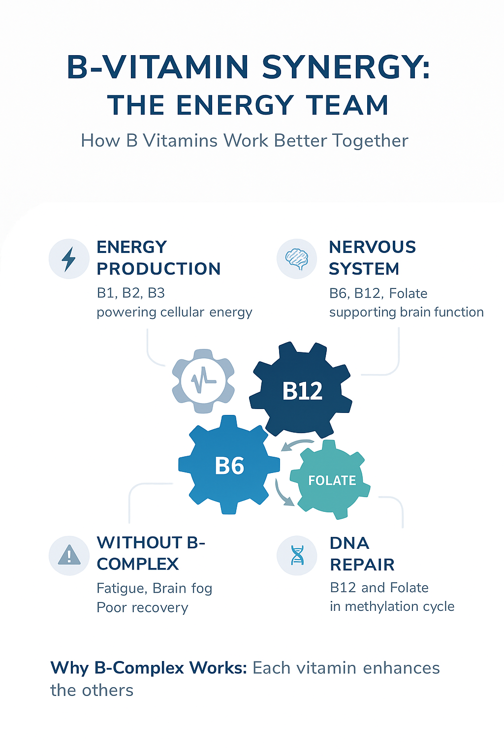B-vitamin synergy infographic showing interlocking gears labeled B12, B6, and Folate representing the methylation cycle, with four sections explaining energy production, nervous system support, DNA repair, and deficiency symptoms